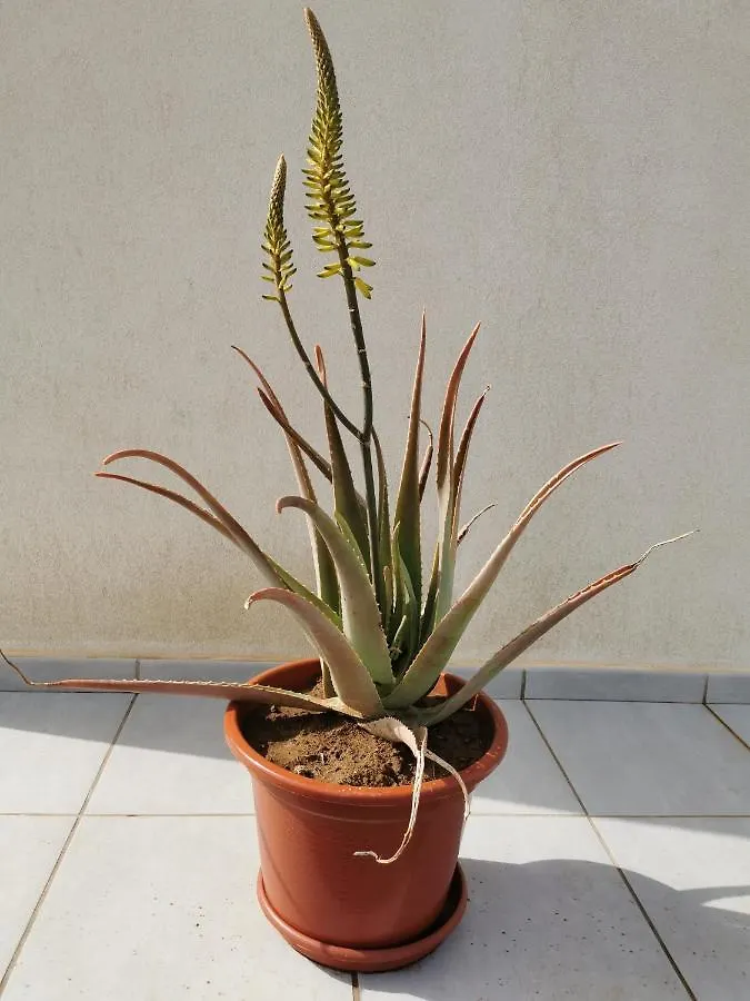 Holiday home Villaverde Relax 2 A 10 Minutos De Corralejo Spain